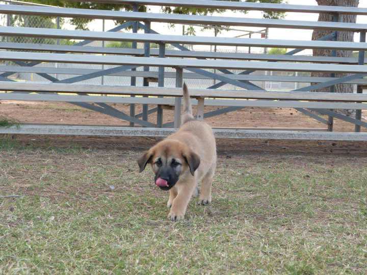 chinook dog